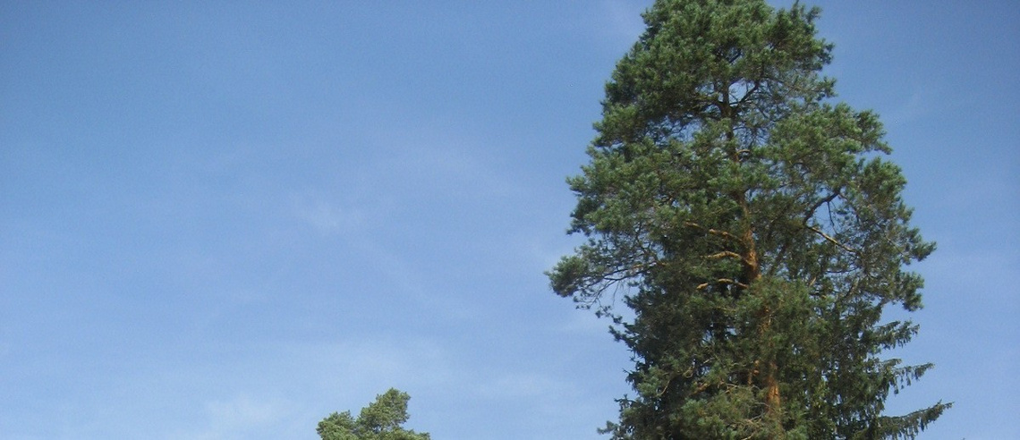 Friedhofsverwaltung - Foto Baum