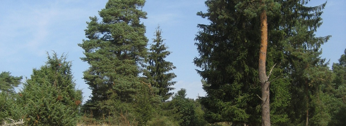 Friedhofsverwaltung - Foto Baum