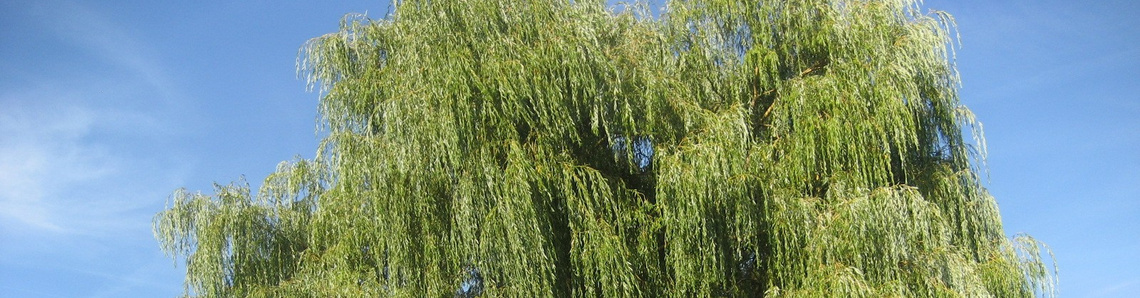 Friedhofsverwaltung - Foto von Trauerweide