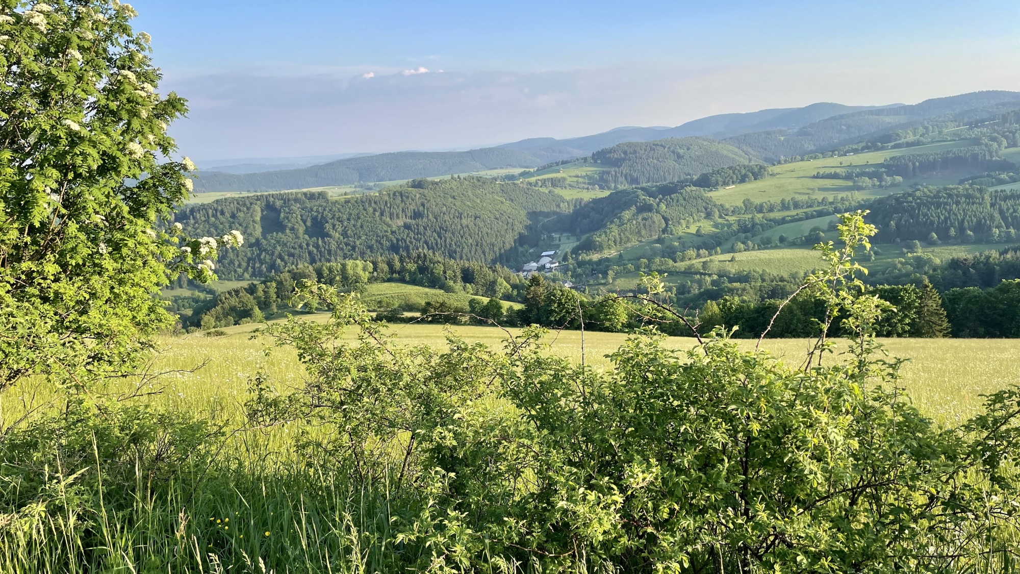 Bürgerwald Medebach